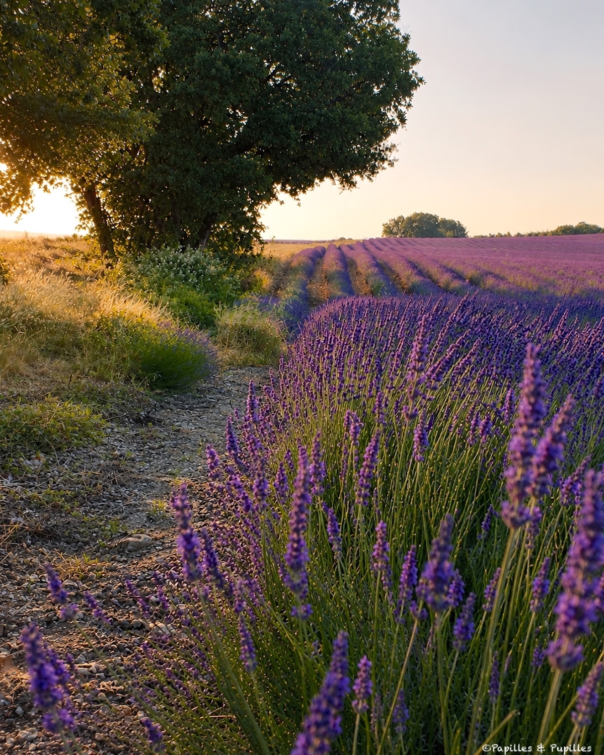 Champ de lavande dans le Quercy au coucher du soleil