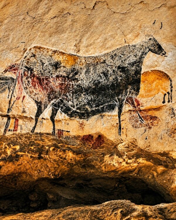 Détail de la Grande Vache noire dans la Nef de Lascaux IV