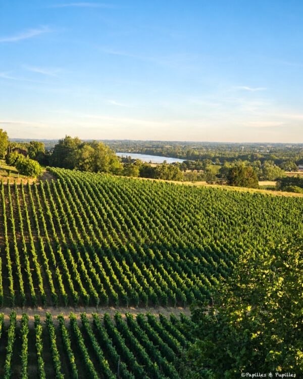 Rangées de vignes du Château de La Rivière avec vue sur la vallée