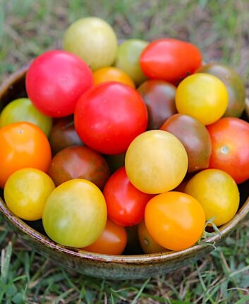 Tomates cerises