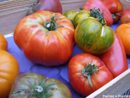 tomates - différentes variétés