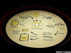 Image Papilles et Pupilles - Planète Bordeaux