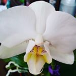 orchideablanca